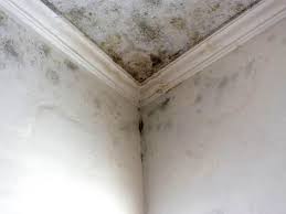 Mold Remediation for Rental Properties in Riesel, TX