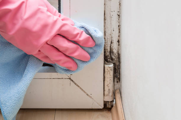 Why You Should Choose Our Mold Remediation Services in Riesel, TX