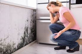 Mold Odor Removal Services in Riesel, TX